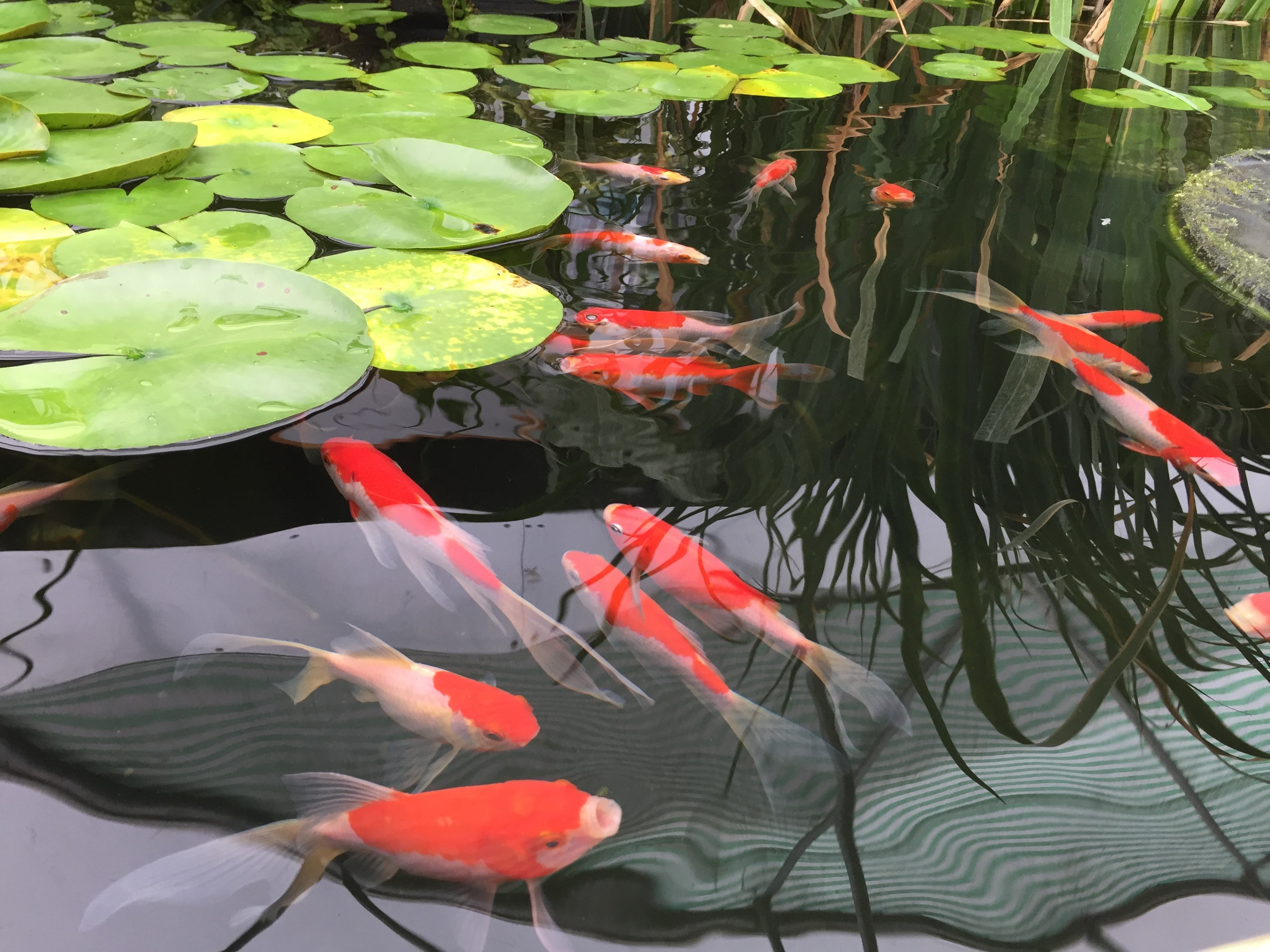 Fish pescado, piscicultura